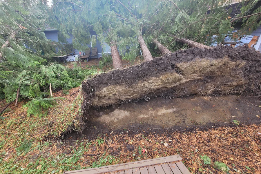 hazardous tree removal on granite falls wa